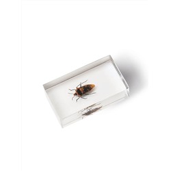 Журнал №27 "Настоящие насекомые" С ВЛОЖЕНИЕМ! Щитник оранжевый