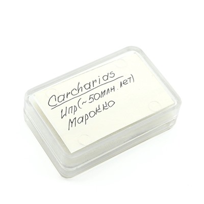 Зубы акулы "Carharias" 5шт. в блистерной упаковке