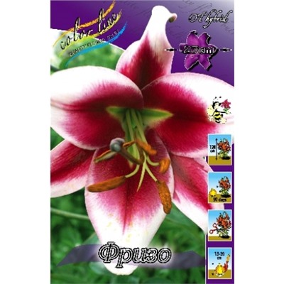 Лилии Фризо 5шт (ИС) ОТ