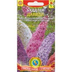 Буддлея Давиди  (Код: 75124)