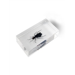 Журнал № 87 "Настоящие насекомые" (Эпикаута)