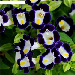 Торения Каваи Дип Блю - Kauai Deep Blue (Редкие)