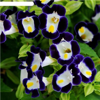 Торения Каваи Дип Блю - Kauai Deep Blue (Редкие)