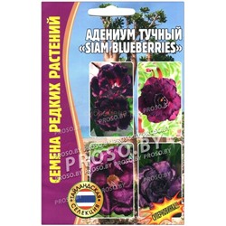 Адениум Сиам блуберри - Siam Blueberries (Редкие)