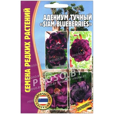 Адениум Сиам блуберри - Siam Blueberries (Редкие)