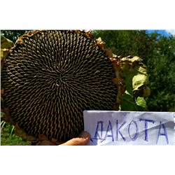 Подсолнечник Дакота