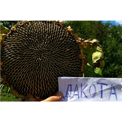 Подсолнечник Дакота