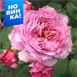 Роза Айсфогель (Сем.Алтая)