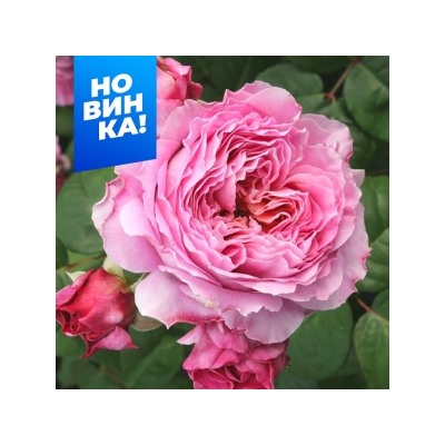 Роза Айсфогель (Сем.Алтая)