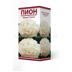 Пион Ширли Темпл трав.1шт (Поиск)
