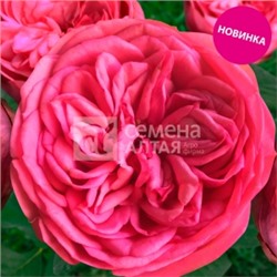 Роза Анданте (Сем.Алтая) ЦФ (Столепестковая)