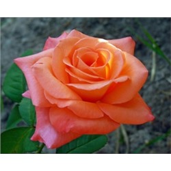 Роза Султан (Поиск) ЧГ