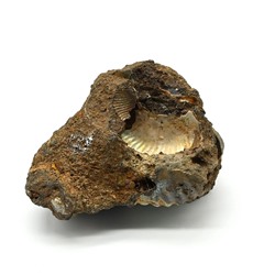 Коллекционный аммонит 56*42*38мм, 72г (T)