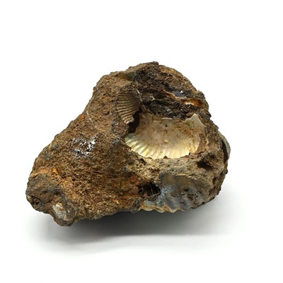 Коллекционный аммонит 56*42*38мм, 72г (T)