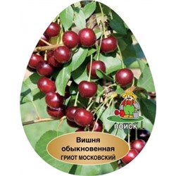 Вишня Гриот Московский (Поиск) УКС