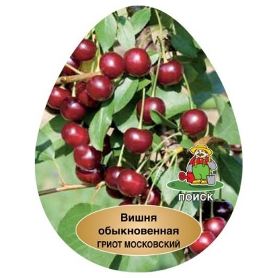 Вишня Гриот Московский (Поиск) УКС