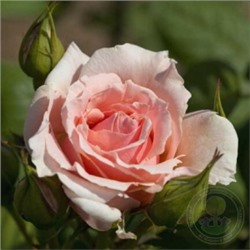 Роза Донателло (Сем.Алтая) ЧГ