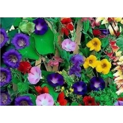 Цв.Смесь Вьющихся растений (одн) (НК) 1,5г