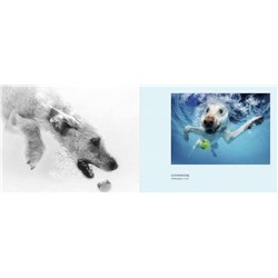 Собаки под водой. Мокрые и смешные