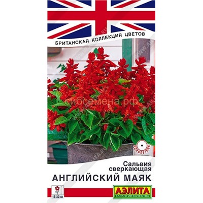 Сальвия Английский маяк (Аэлита)