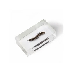 Журнал № 17 Настоящие насекомые (Многосвяз )