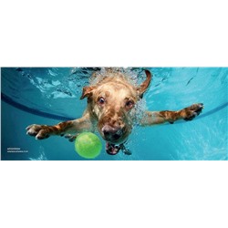 Собаки под водой. Мокрые и смешные