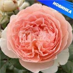 Роза Амаретто (Сем.Алтая) ПЛ