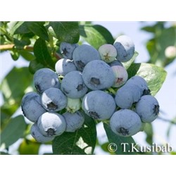Голубика Чентеклир (ПОИСК)