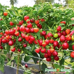 Перец Трюфелек F1 смесь (НК) 8шт Вкуснятина