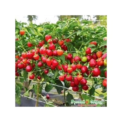 Перец Трюфелек F1 смесь (НК) 8шт Вкуснятина