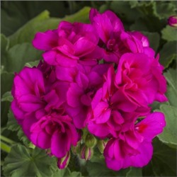 Пеларгония Moxid Violet  укорен.черенок