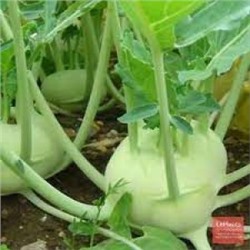 Капуста Кольраби Атена (Овощной рай) (УД) 0,25г