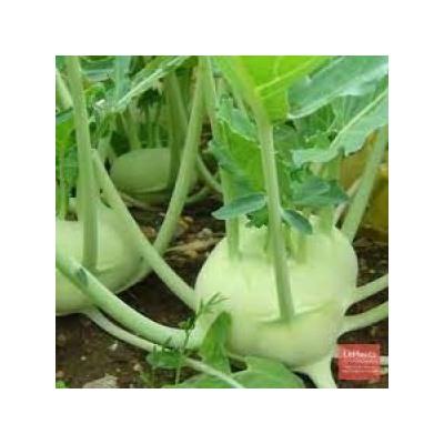 Капуста Кольраби Атена (Овощной рай) (УД) 0,25г
