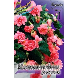 Бегония Иллюминейшн Розовая 3шт (ИС)