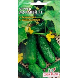 Огурец Муравей F1 (Сем.Алтая) 5шт