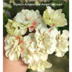 ГОРШОК пеларгония ИРИОЛ Алиенора Аквитанская