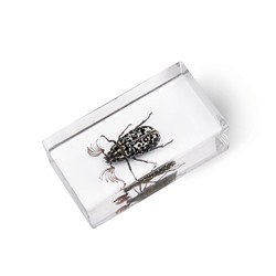 Журнал №79 "Настоящие насекомые" С ВЛОЖЕНИЕМ! Мраморный хрущ полифилла