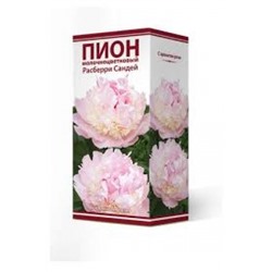 Пион Расберри Сандей трав.1шт (Поиск)