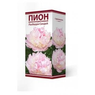 Пион Расберри Сандей трав.1шт (Поиск)
