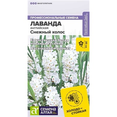 Лаванда Снежный колос английская (Алтай)