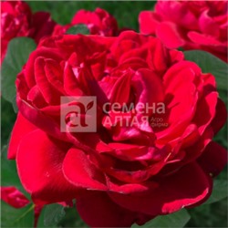 Роза Флорентина (Сем.Алтая) ПЛ