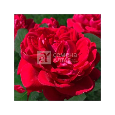 Роза Флорентина (Сем.Алтая) ПЛ