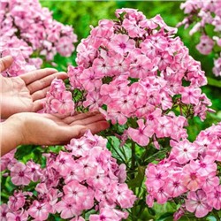 Флоксы Геркулес 1шт СдС