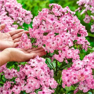 Флоксы Геркулес 1шт СдС