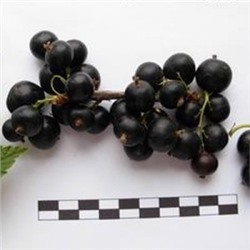 Смородина Черная Ника (Поиск)