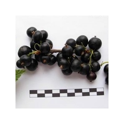 Смородина Черная Ника (Поиск)