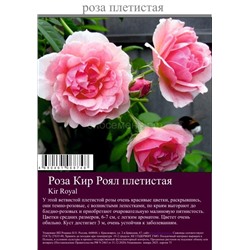 Роза Кир Роял плетистая туба Польша