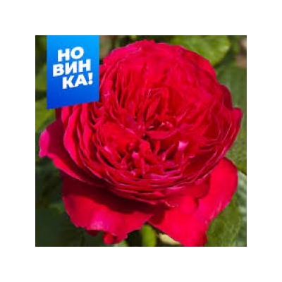 Роза Ален Сушон (Сем.Алтая)