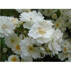 Роза Гирлянд д*Амур (Поск) Мускусные гибриды