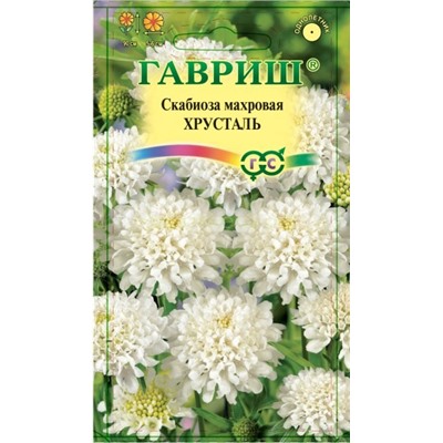 Скабиоза Хрусталь (Гавр)